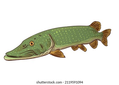 Pike Fish Northern Pike (Esox Lucius) Freshwater. Vector sketch of a fish isolated on a white background.