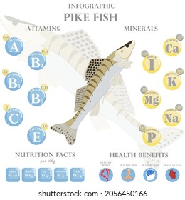 Pike fish nutrition facts and health benefits infographic on the white background. Vector illustration