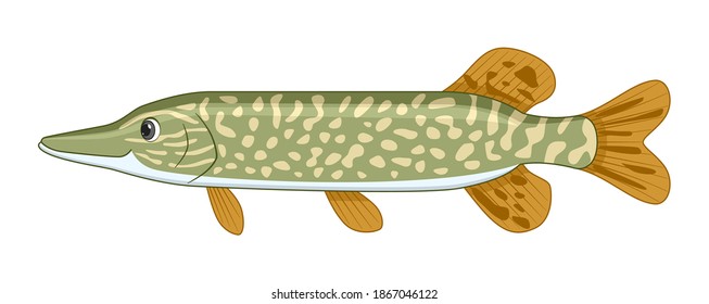 Pike fish on a white background. Cartoon style vector illustration