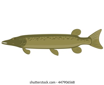 pike fish on white background