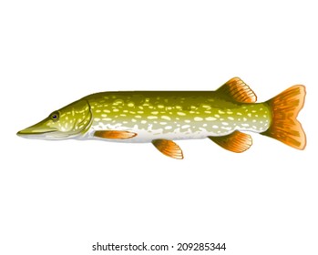 Pike fish realistic illustration, isolated on white