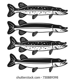 Pike fish set of four styles vector detailed monochrome illustration isolated on white background
