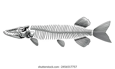 Pike Fish Skeleton in Monochrome, Dead Animal Concept