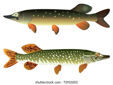 Pike fish and spotted, EPS.8 file illustration.