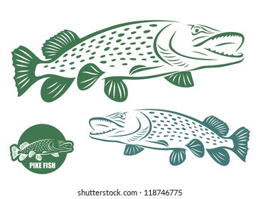 Pike fish - vector illustration