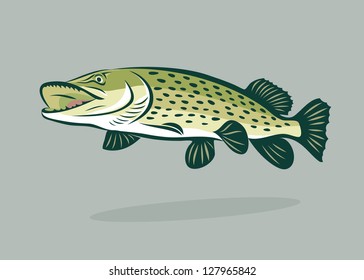 Pike fish - vector illustration