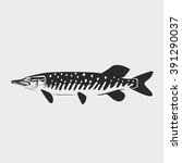 pike fish vector illustration on white background