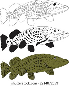 Pike fish vector illustration on white background