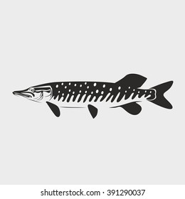 pike fish vector illustration on white background