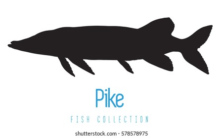pike fish vector illustration on white background, Seafood icon. 
