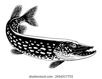 Pike Fish Vintage Black and White Hand Drawn Illustration