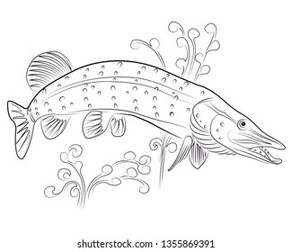 Pike fish in water