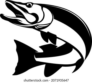 Pike Fishing Logo, Unique and Fresh Pike fish jumping out of the water. Great to use as you Pike Fishing Activity. 