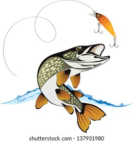 Pike and fishing lure with water splash isolated on a white background, colored vector illustration