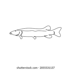 Pike, freshwater fish continuous line drawing. One line art of predatory fish, seafood, marine animals.