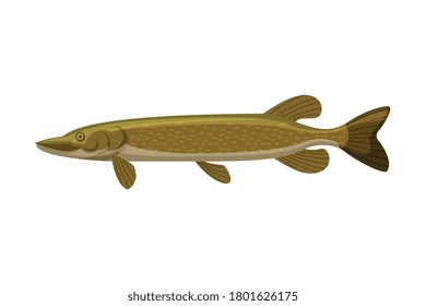 Pike Freshwater Fish, Fresh Aquatic Fish Species Cartoon Vector Illustration