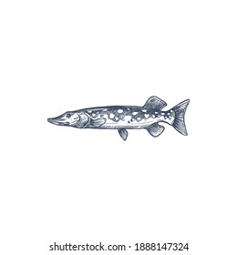 Pike freshwater fish isolated monochrome sketch. Vector blue walleye, Sander vitreus. Esox or pickerel, elongated torpedo-like predatory fish. Mackerel pike or Pacific saury, Ctenoluciidae characins