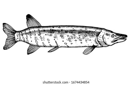 Pike. Hand drawn fish isolated on white. Vector illustration.