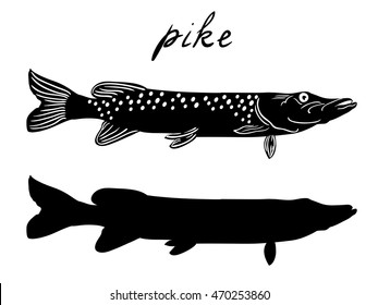 Pike. Hand drawn sketch vector illustration. Silhouette. Fish pike,   