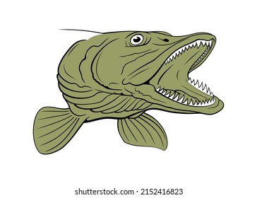 Pike Head. Fish Head. Vector clipart isolited on white.