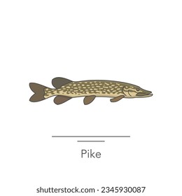 Pike icon. Outline colorful icon of pike fish on white. Vector illustration
