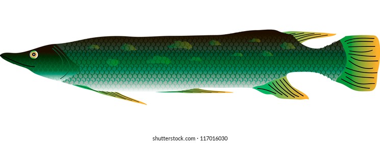 Pike isolated on white background - vector