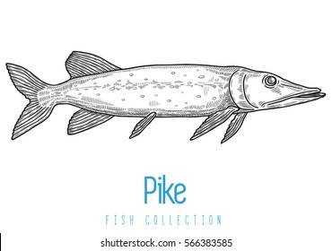 pike isolated on white background, vector monochrome illustration