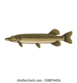 Pike northern esox lucius jackfish fish