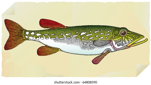 pike on old paper illustration
