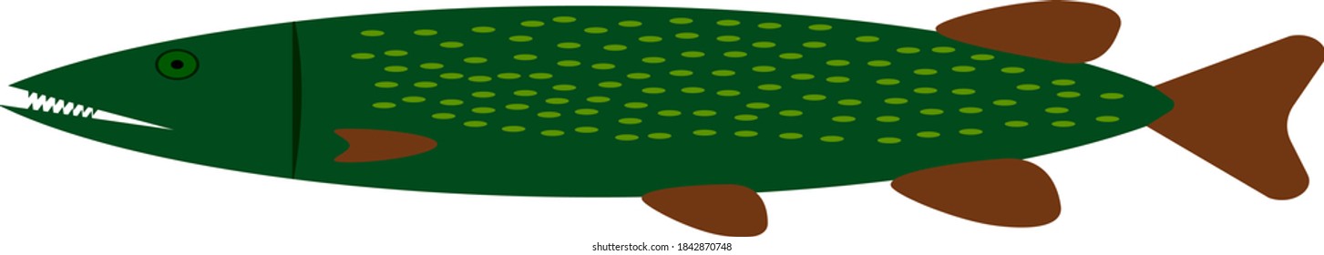 Pike on a white background