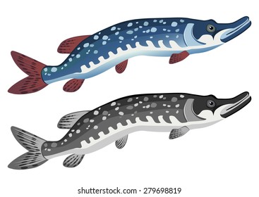 Pike on a white background. Vector illustration