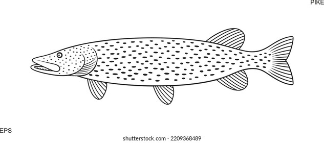 Pike outline. Isolated pike on white background