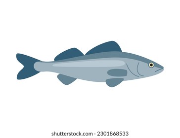 Pike perch fish, marine zander, sea bass, seafood and underwater color animal. Water delicacy, gourmet. Fishing. Vector illustration isolated on white background