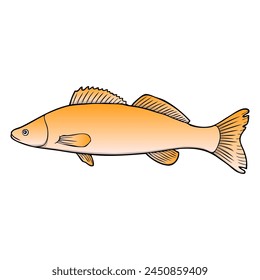 pike perch fish vector illustration,isolated on white background,top view