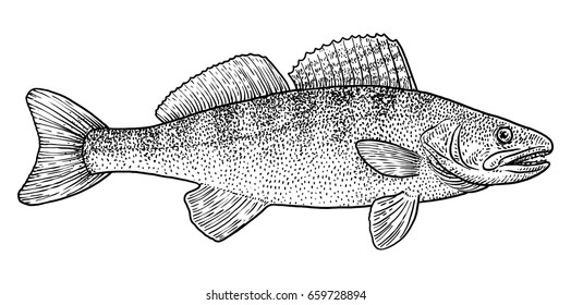 Pike Perch Illustration