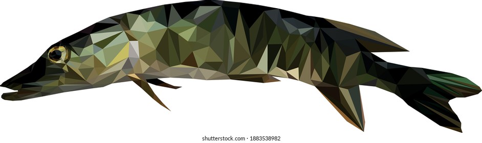Pike Poly fish vector image, Predatory fish