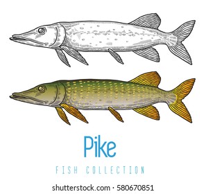 Pike, predatory freshwater fish, vector illustration