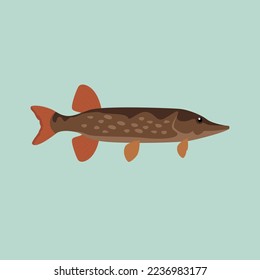 Pike, predatory river fish, side view