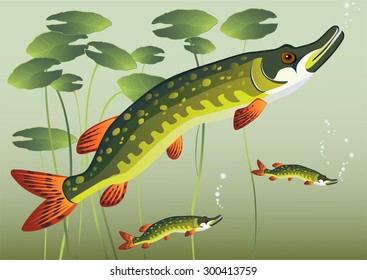 The pike in the river. Advertising fish, the fishing industry labels, booklets, banners.  Vector illustration.