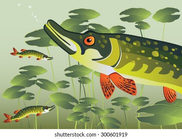 The pike in the river. Advertising fish, the fishing industry labels, booklets, banners, Making your site.  Vector illustration.
