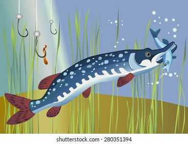 The pike in the river. Pike caught fish. Vector illustration.