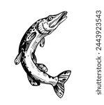 Pike, river fish, vector sketch illustration, hand drawn, black outline, engraving style