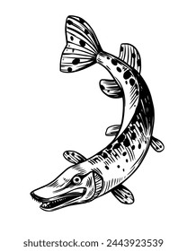 Pike, river fish, vector sketch illustration, hand drawn, black outline, engraving style