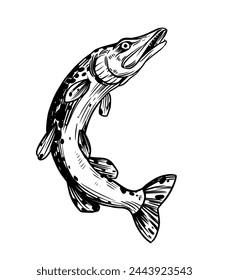 Hecht, Flussfisch, Vektor-Skizze-Illustration, handgezeichnet, schwarze Kontur, Gravurstil