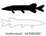 pike silhouette vector, (Esox lucius), 