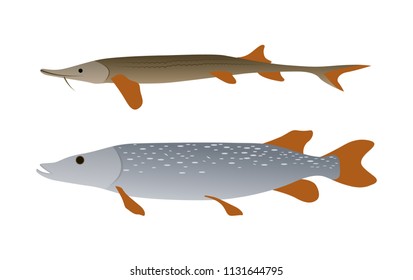 Pike and sterlet predatory fish water inhabitant vector illustration. River creature specie visual informative poster for fishery thematic material.