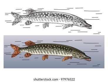 Pike vector