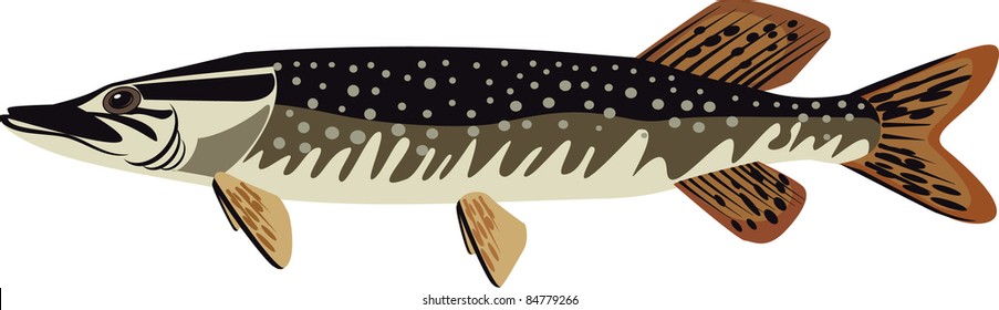 pike  vector Freshwater fish