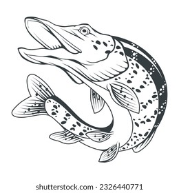 Pike. Vector illustration of a sketch jumping fish. Fishing logo.  Angry fish