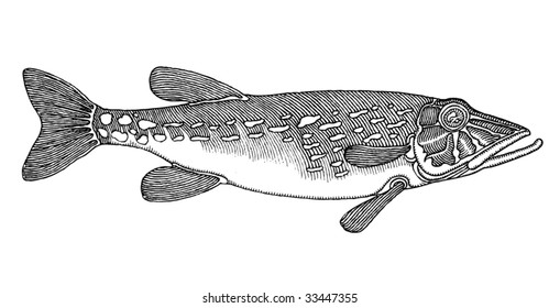 pike vectored original hand drawing